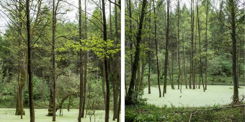 Blog Wald Natur Fotografie Gestaltung