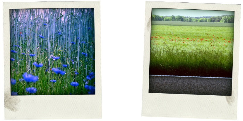 Natur Design Orientierungssystems Berlin Grafik Design UV2