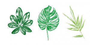 pflanzenzeichnungen piktogramme orientierungssystem beschilderung informationsdesign zeichnungen