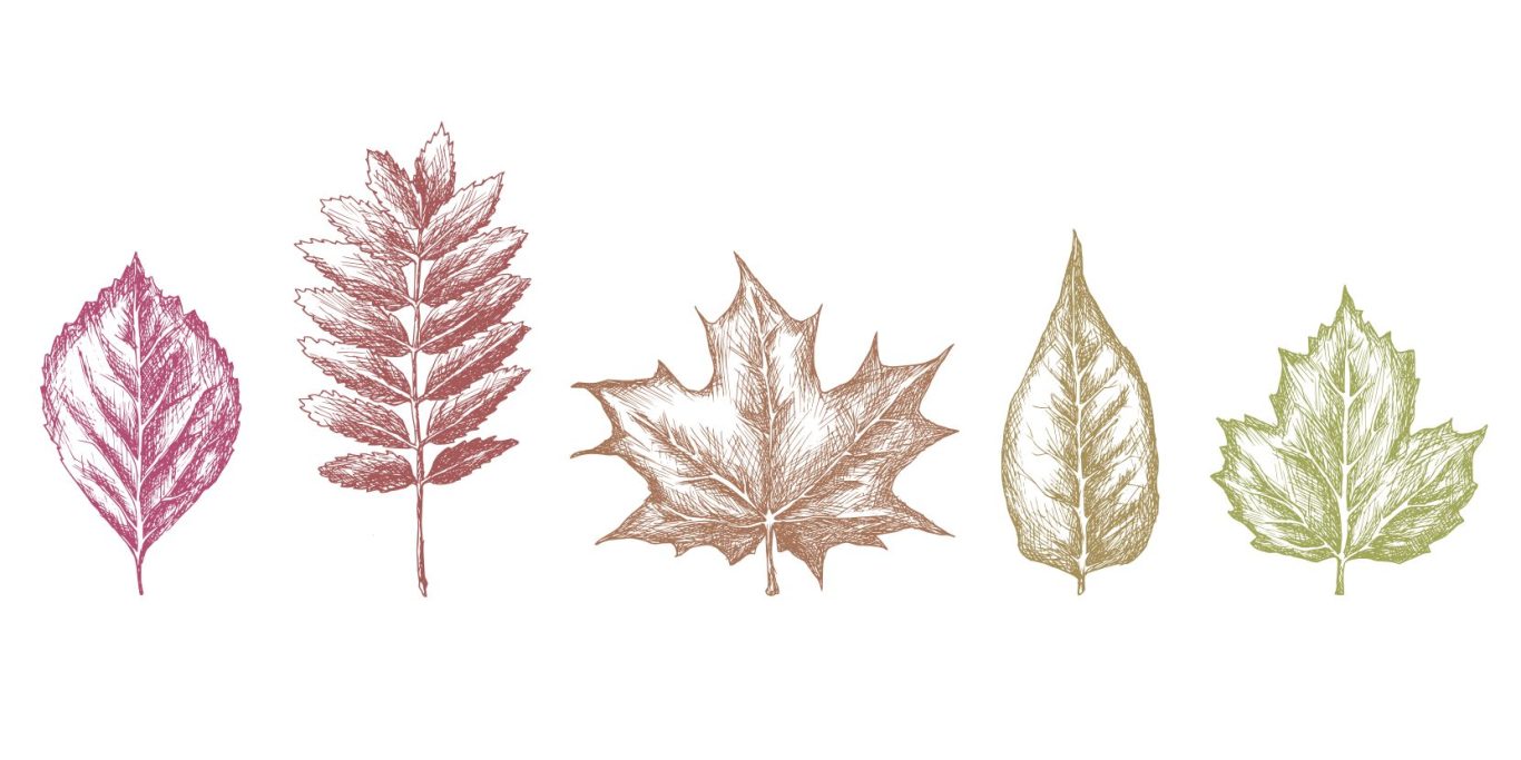 Bunte, skizzierte Blätter in verschiedenen Formen und Größen.