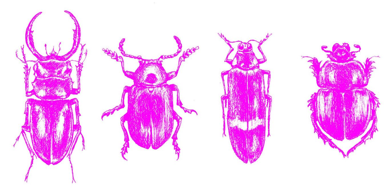 Verschiedene Käfer in leuchtendem Pink gezeichnet.